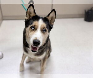 Gerberian Shepsky Dogs for adoption in Ames, IA, USA