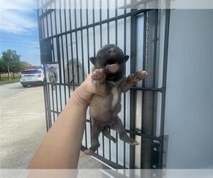 German Shepherd Dog Dogs for adoption in Houston, TX, USA