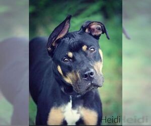 Rottweiler Dogs for adoption in Newport, KY, USA