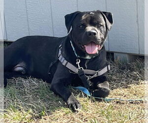 Rottweiler-American Pit Bull Terrier Dogs for adoption in Millersville, MD, USA