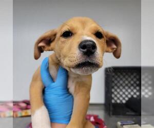 American Pit Bull Terrier-Unknown Mix Dogs for adoption in Oklahoma City, OK, USA