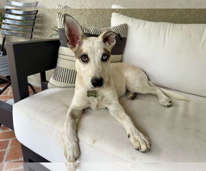 Mutt Dogs for adoption in Menifee, CA, USA
