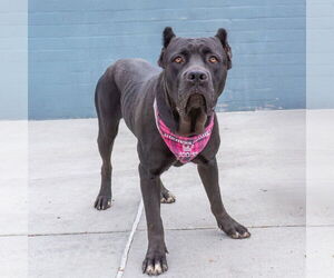 Mutt Dogs for adoption in Pasadena, CA, USA