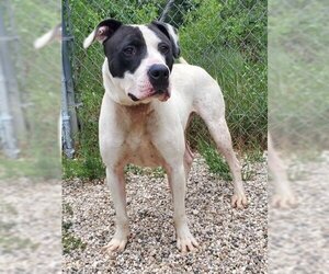 American Pit Bull Terrier Dogs for adoption in Lake City, MI, USA