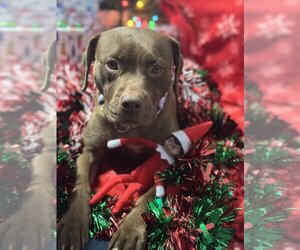 American Pit Bull Terrier-Labrador Retriever Mix Dogs for adoption in Mooresville, NC, USA