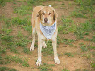 Sheprador Dogs for adoption in Murfreesboro, TN, USA
