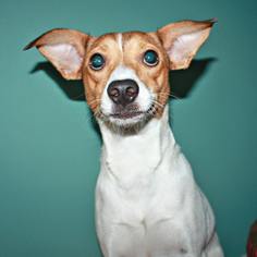 Italian Greyhound-Jack Russell Terrier Mix Dogs for adoption in Pensacola, FL, USA
