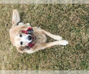Golden Retriever Dogs for adoption in Shreveport, LA, USA