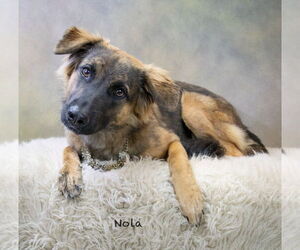 Shollie Dogs for adoption in Hot Springs Village, AR, USA