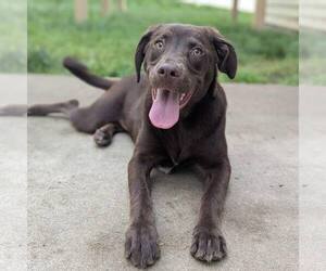 Labrador Retriever-Unknown Mix Dogs for adoption in New Oxford , PA, USA