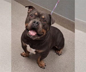 Bulldog-Unknown Mix Dogs for adoption in Las Vegas, NV, USA