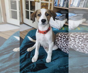 Mutt Dogs for adoption in Newport Beach, CA, USA