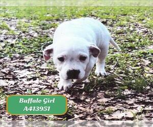 American Pit Bull Terrier-Unknown Mix Dogs for adoption in Conroe, TX, USA