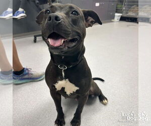 Retriever -Unknown Mix Dogs for adoption in Washington, DC, USA