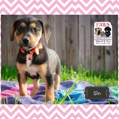 Rottweiler-American Pit Bull Terrier Dogs for adoption in Killeen, TX, USA