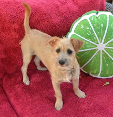 Small Jack Russell Terrier-Norwich Terrier Mix