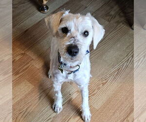 Mutt Dogs for adoption in Fargo, ND, USA