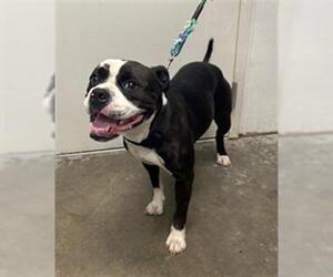 Bulldog-Unknown Mix Dogs for adoption in Rosenberg, TX, USA