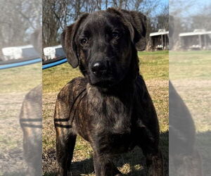 Mutt Dogs for adoption in Canton, CT, USA