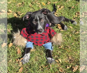 Border Collie-Unknown Mix Dogs for adoption in Fargo, ND, USA