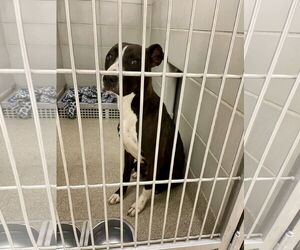 Mutt Dogs for adoption in Virginia Beach, VA, USA