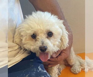 Poodle (Toy) Dogs for adoption in Rancho Cucamonga, CA, USA