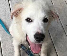 Great Pyrenees-Unknown Mix Dogs for adoption in Issaquah, WA, USA