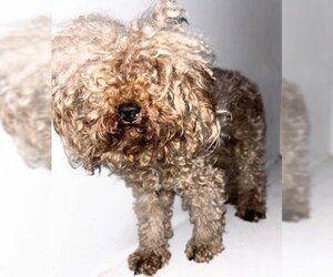 Poodle (Miniature)-Unknown Mix Dogs for adoption in Houston, TX, USA