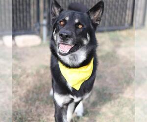 Huskies -Unknown Mix Dogs for adoption in San Antonio, TX, USA