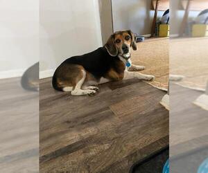 Beagle Dogs for adoption in Great Bend, KS, USA