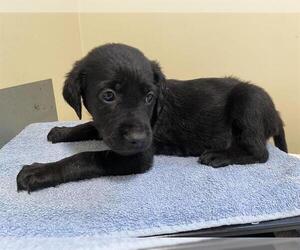 Labrador Retriever Dogs for adoption in Pasadena, CA, USA