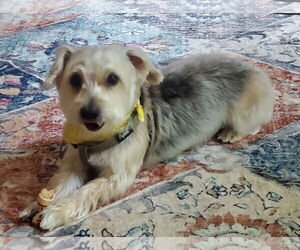 Mutt Dogs for adoption in Allentown,, PA, USA