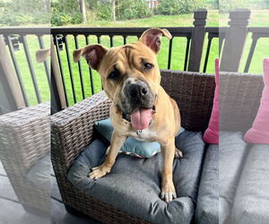 Bullboxer Pit Dogs for adoption in Princeton, MN, USA