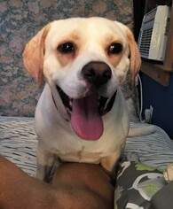 Medium Photo #1 Bulldog-Labrador Retriever Mix Puppy For Sale in Caribou, ME, USA