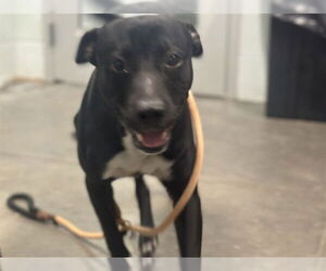 Labrador Retriever-Staffordshire Bull Terrier Mix Dogs for adoption in Tavares, FL, USA