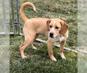Puggle Dogs for adoption in Sistersville, WV, USA