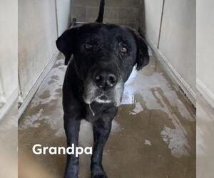 Labrador Retriever Dogs for adoption in Stephens City, VA, USA