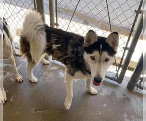 Siberian Husky Dogs for adoption in Hanford, CA, USA
