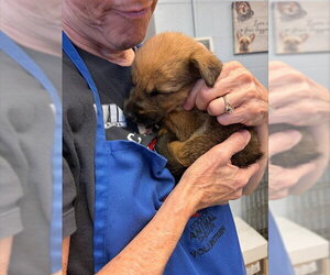 Rhodesian Ridgeback Dogs for adoption in Stockton, CA, USA