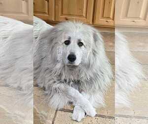 Great Pyrenees Dogs for adoption in Missoula, MT, USA