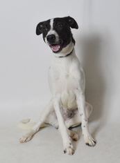 Pointer Dogs for adoption in Fruit Heights, UT, USA