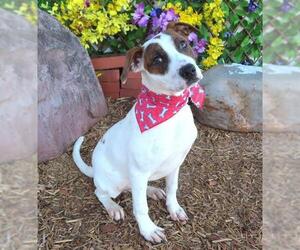 American Pit Bull Terrier-Unknown Mix Dogs for adoption in Oklahoma City, OK, USA