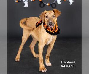 Labrador Retriever-Unknown Mix Dogs for adoption in Conroe, TX, USA