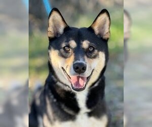 Shiba Inu Dogs for adoption in Salinas, CA, USA
