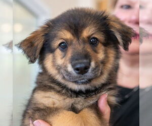 Mutt Dogs for adoption in Mundelein, IL, USA