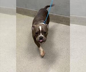 American Pit Bull Terrier-Unknown Mix Dogs for adoption in Las Vegas, NV, USA