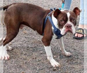 Boston Terrier Dogs for adoption in Sioux Falls, SD, USA
