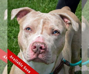 American Bulldog-American Staffordshire Terrier Mix Dogs for adoption in Huntley, IL, USA
