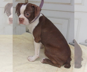 Boston Terrier Dogs for adoption in Birch Tree, MO, USA