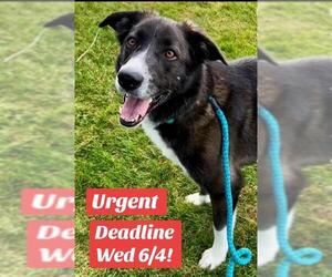 Border Collie-Unknown Mix Dogs for adoption in Sacramento, CA, USA